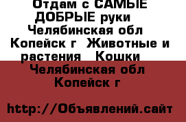 Отдам с САМЫЕ ДОБРЫЕ руки! - Челябинская обл., Копейск г. Животные и растения » Кошки   . Челябинская обл.,Копейск г.